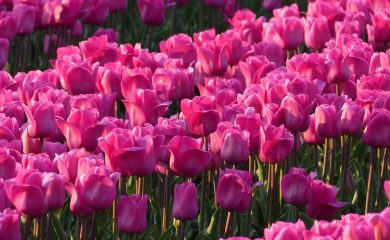 region de los tulipanes